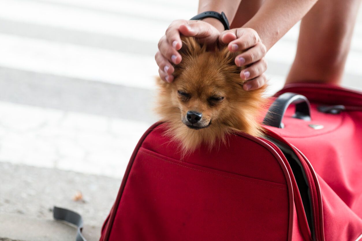 Dog travelling in suitcase.jpg