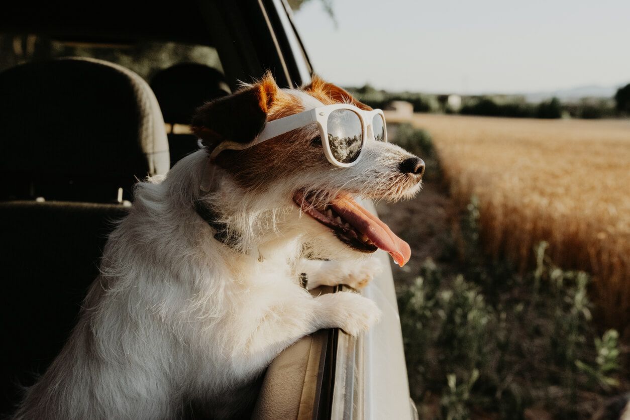 Dog in sunglasses.jpg
