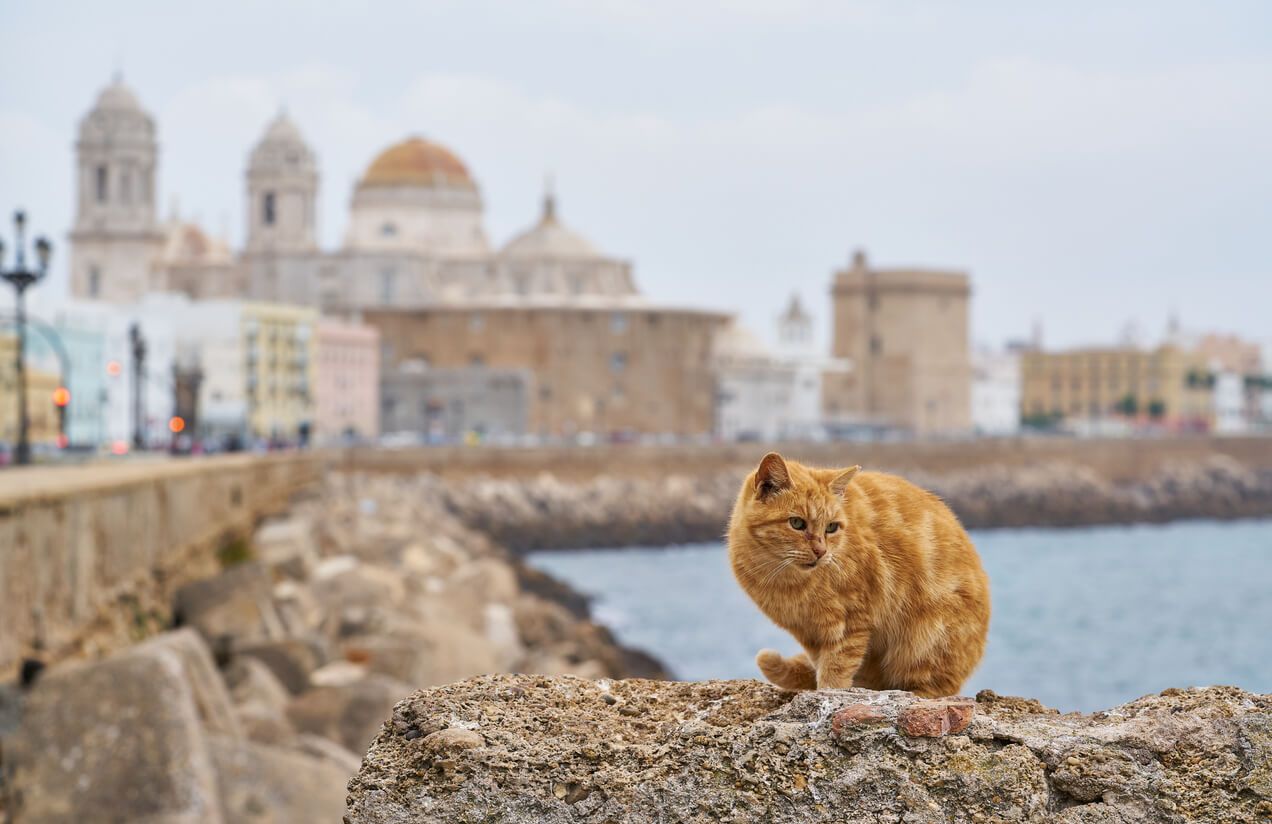 Cat in Cadiz, pet.jpg