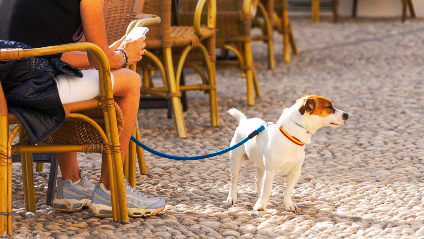 Dog in Spain, at cafe, pet.jpg