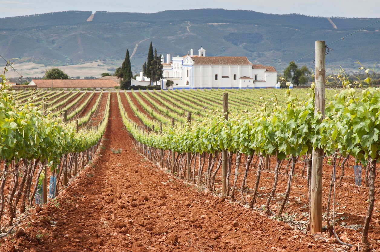 Farmhouse Portugal vineyard hero.jpg