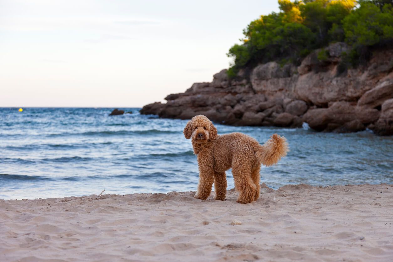 Dog on beach, pet.jpg