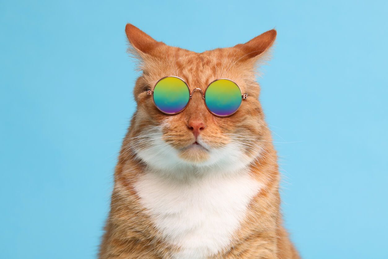 Cat in sunglasses.jpg