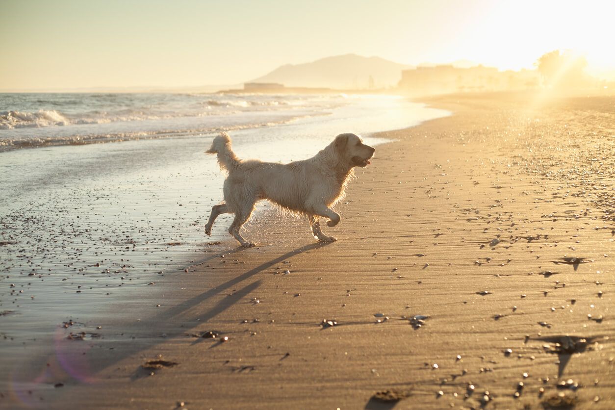 Dog on beach, pet.jpg