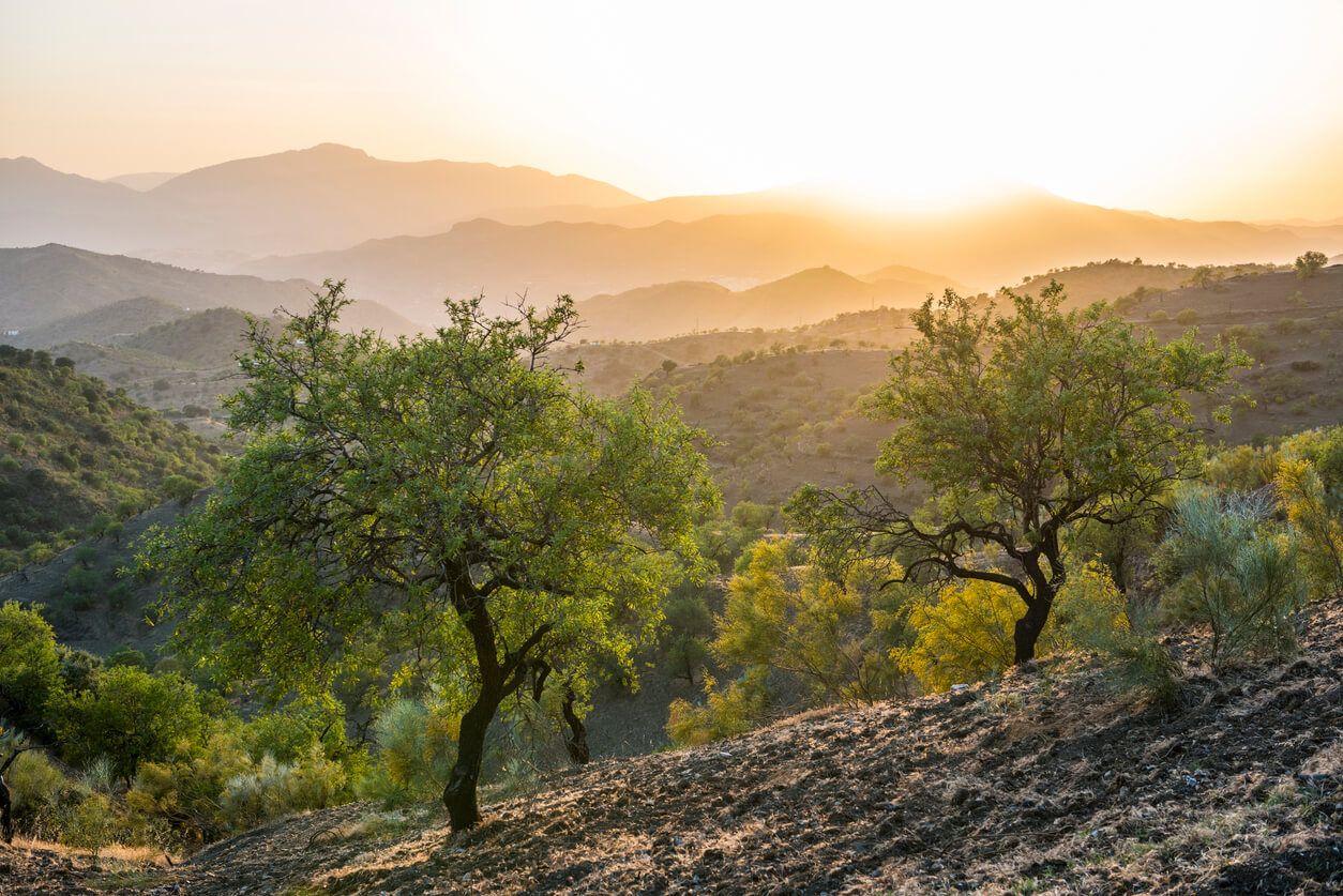 Andalucia landscape in summer.jpg